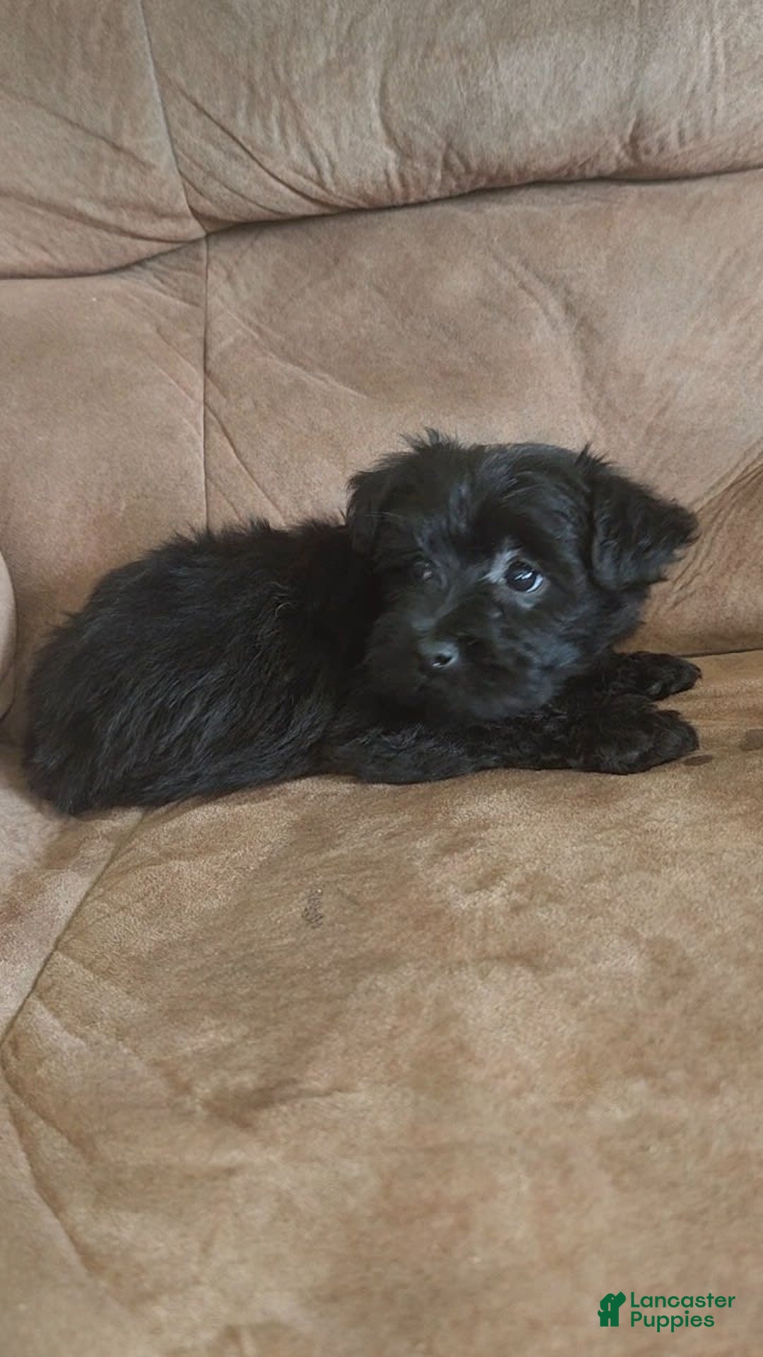 Yorkiepoo dogs for sale: Elvis - Image 5