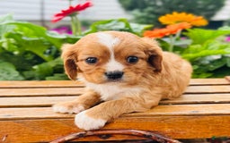 Cavalier King Charles Spaniel dogs for sale: Rex - Image 3
