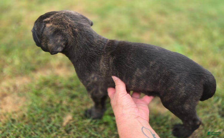 Cane Corso dogs for sale - Ad 3