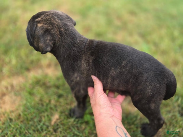 Cane Corso dogs for sale - Ad 3