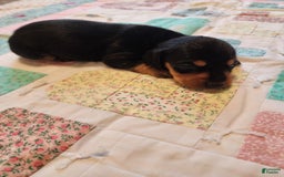 Miniature Dachshund dogs for sale: Perry - Image 12