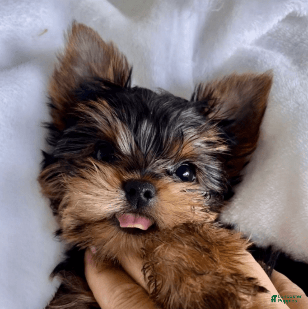 Yorkshire Terrier dogs for sale: William - Image 2