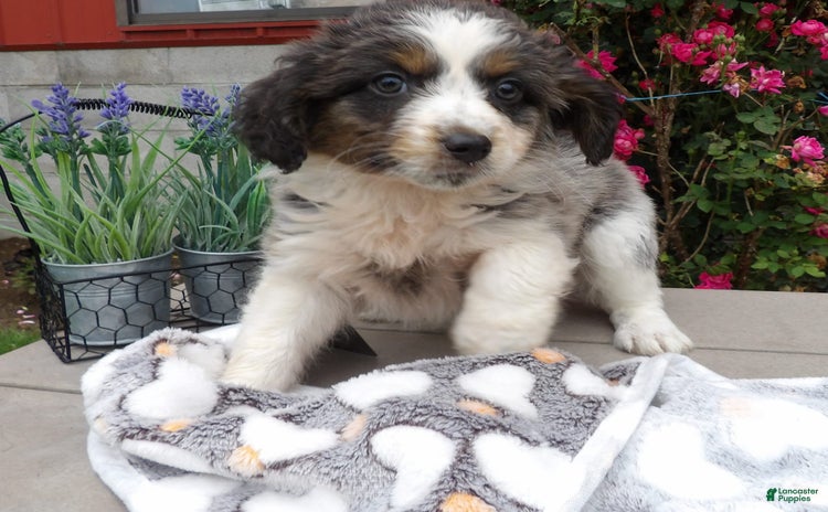 Mini Aussiedoodle dogs for sale - Ad 5