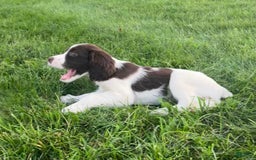 English Springer Spaniel dogs for sale: Sadie - Image 3