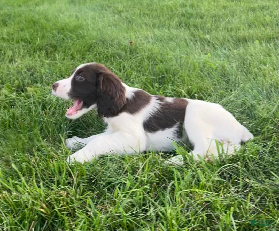 English Springer Spaniel dogs for sale: Sadie - Image 3