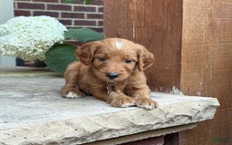 Goldendoodle dogs for sale: Ranger - Image 5