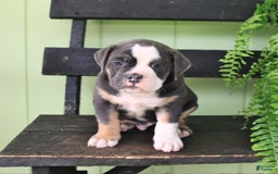 Olde English Bulldogge dogs for sale: Rocky - Image 2