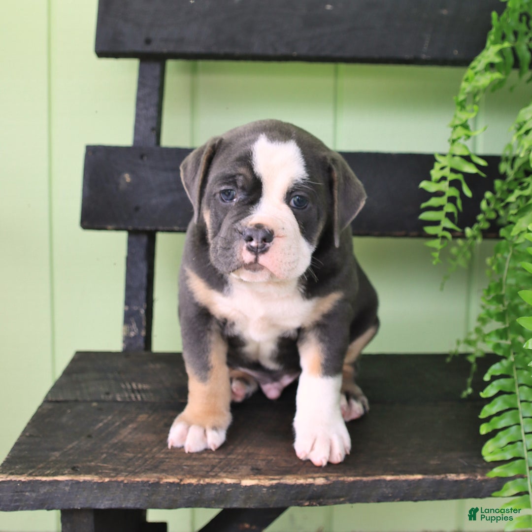 Olde English Bulldogge dogs for sale: Rocky - Image 2