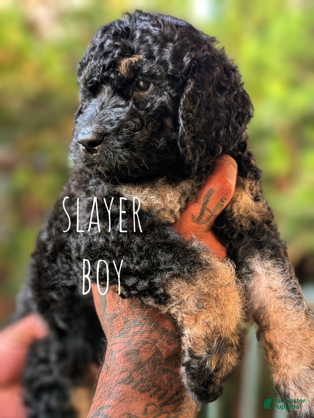 Goldendoodle dogs for sale: Slayer - Image 5