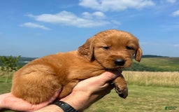 Golden Retriever dogs for sale: Fin - Image 18