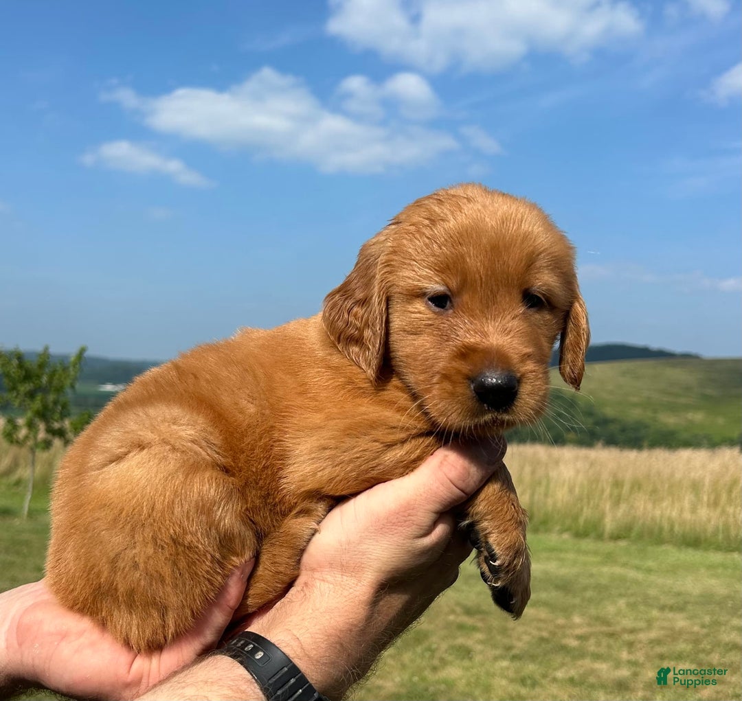 Golden Retriever dogs for sale: Fin - Image 18