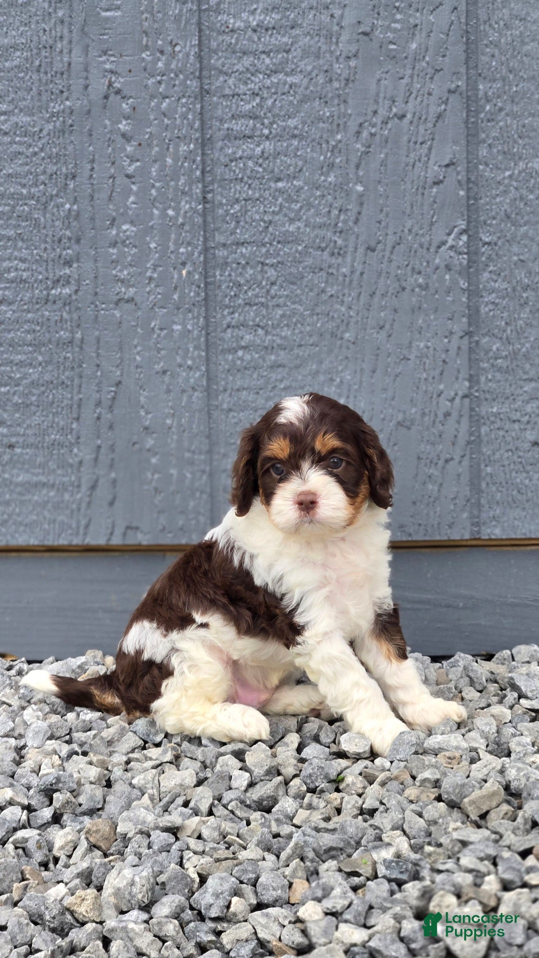 Cavapoo dogs for sale: Teddy - Image 4