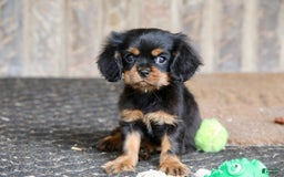 Cavalier King Charles Spaniel dogs for sale: Bentley - Image 7