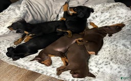 Miniature Pinscher dogs for sale: Ophelia - Image 9
