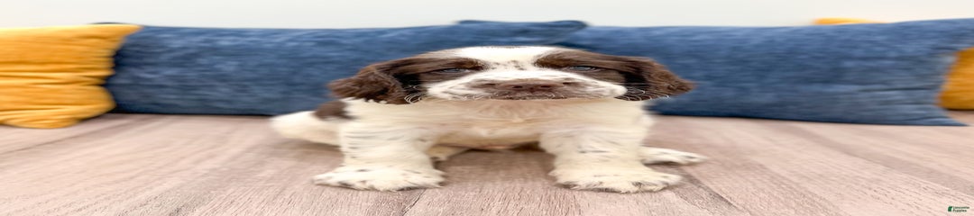 Oscar