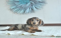 Miniature Dachshund dogs for sale: Flash Rare Color - Image 3