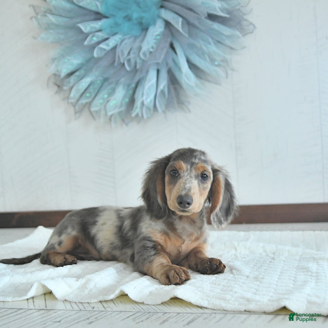 Miniature Dachshund dogs for sale: Flash Rare Color - Image 3
