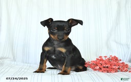 Miniature Pinscher dogs for sale: Bentley - Image 2