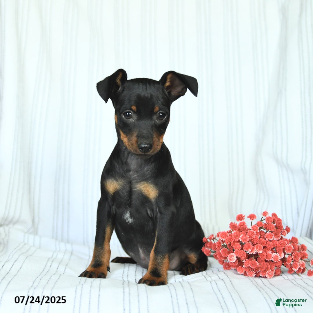 Miniature Pinscher dogs for sale: Bentley - Image 2