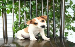 Jack Russell Terrier dogs for sale: Zack - Image 5