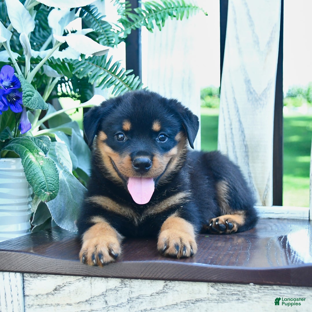 Rottweiler dogs for sale: Paxton - Image 3