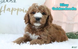 Goldendoodle dogs for sale: Riley - Image 1