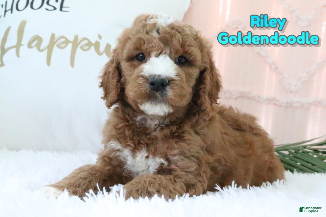 Goldendoodle dogs for sale: Riley - Image 1