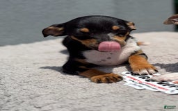 Chihuahua dogs for sale: Jingles - Image 3