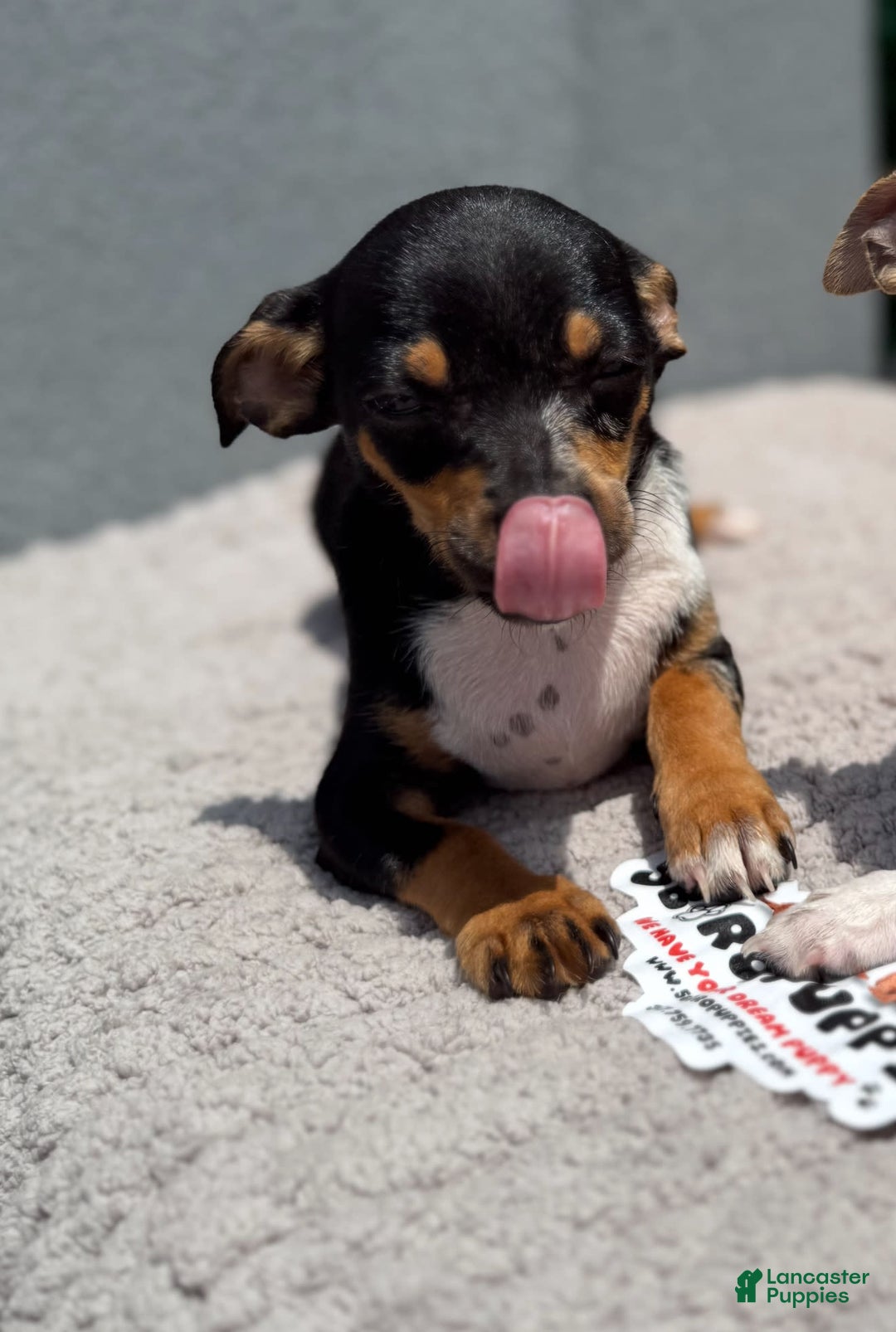 Chihuahua dogs for sale: Jingles - Image 3