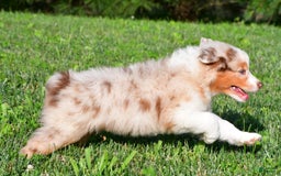 Australian Shepherd dogs for sale: Diesel - Image 5