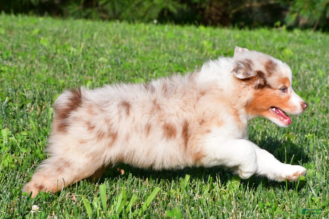 Australian Shepherd dogs for sale: Diesel - Image 5