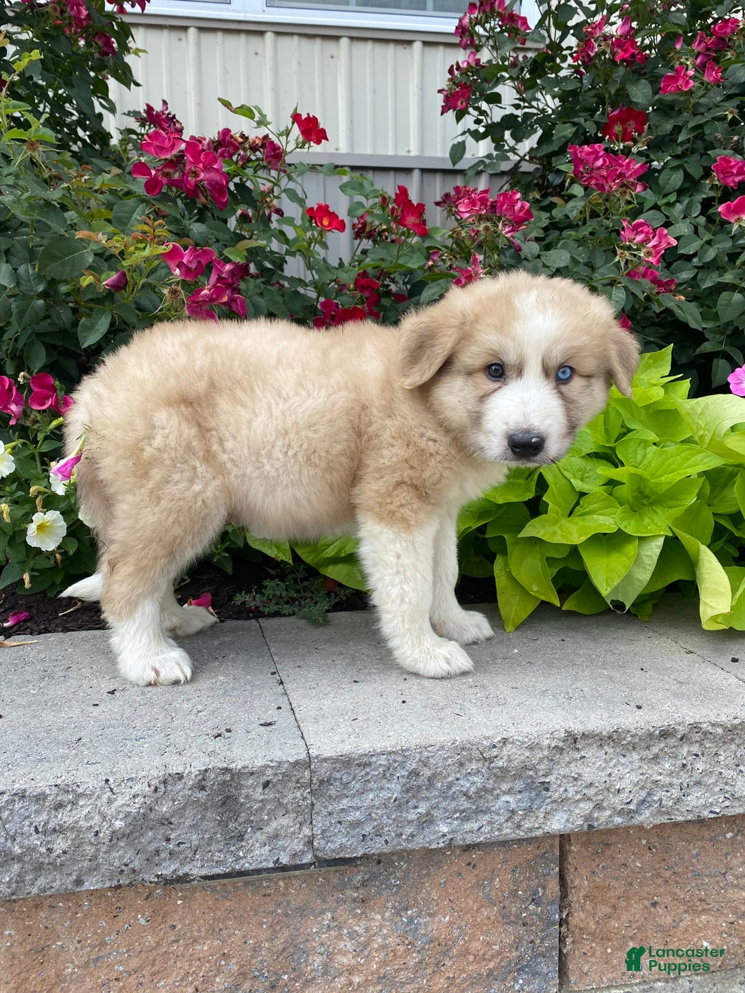 Great Pyrenees dogs for sale: Griff - Image 1