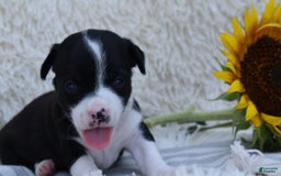 Chihuahua dogs for sale: Nord - Image 10