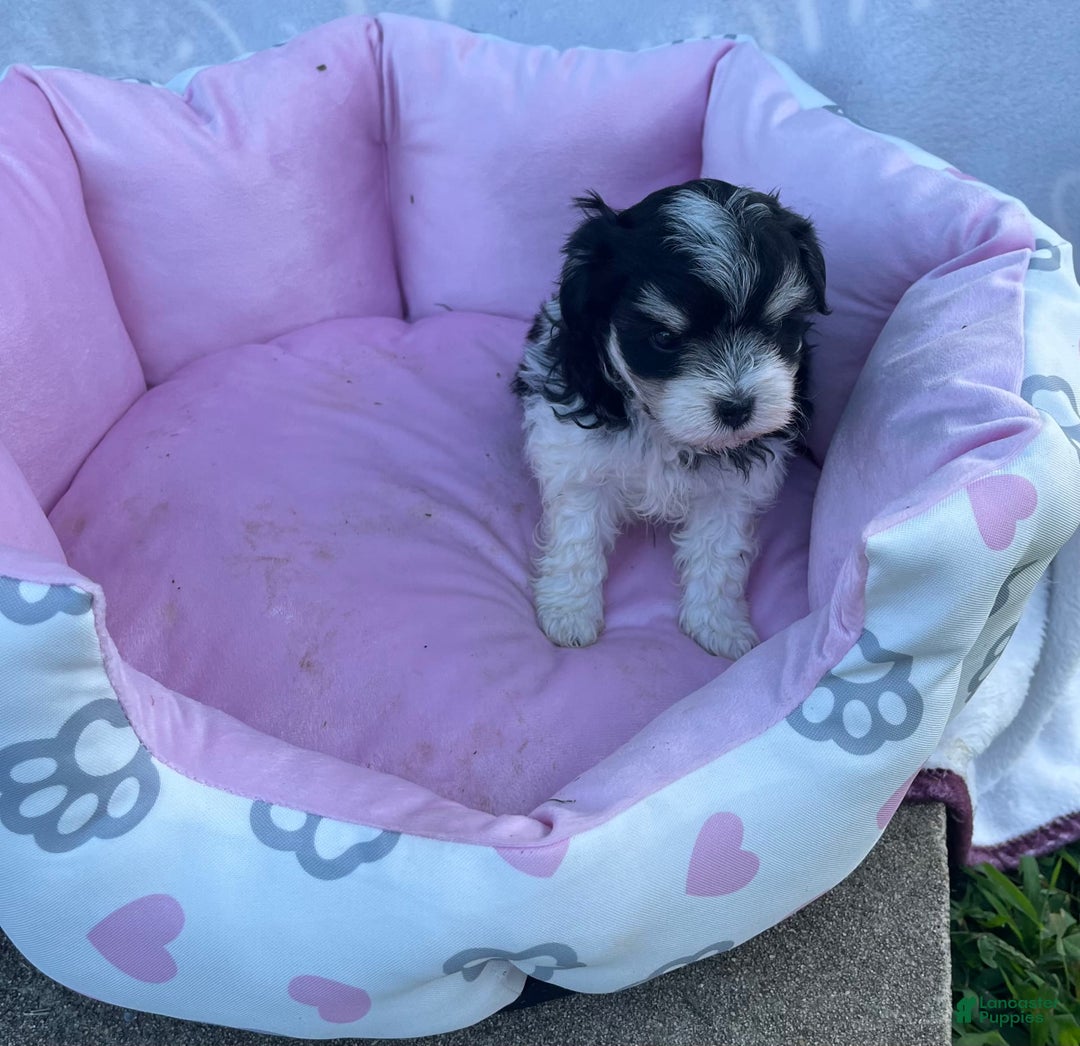 Maltipoo dogs for sale: Maltipoo 4 puppies - Image 20
