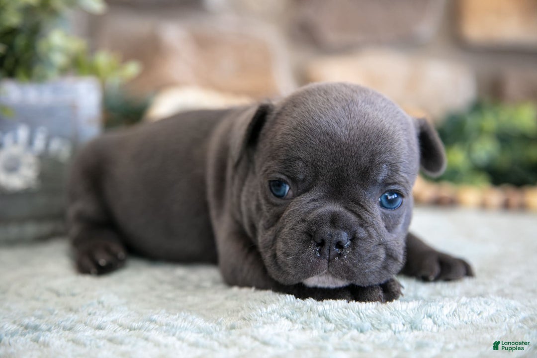French Bulldog dogs for sale: Atlas - Image 2