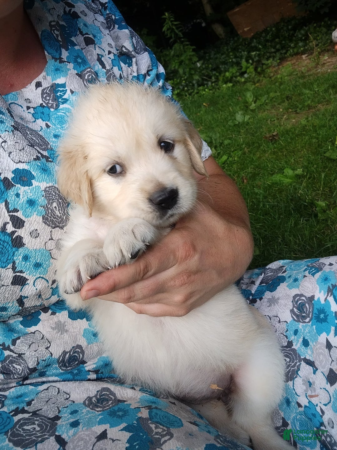 Golden Retriever dogs for sale: Poppy - Image 16