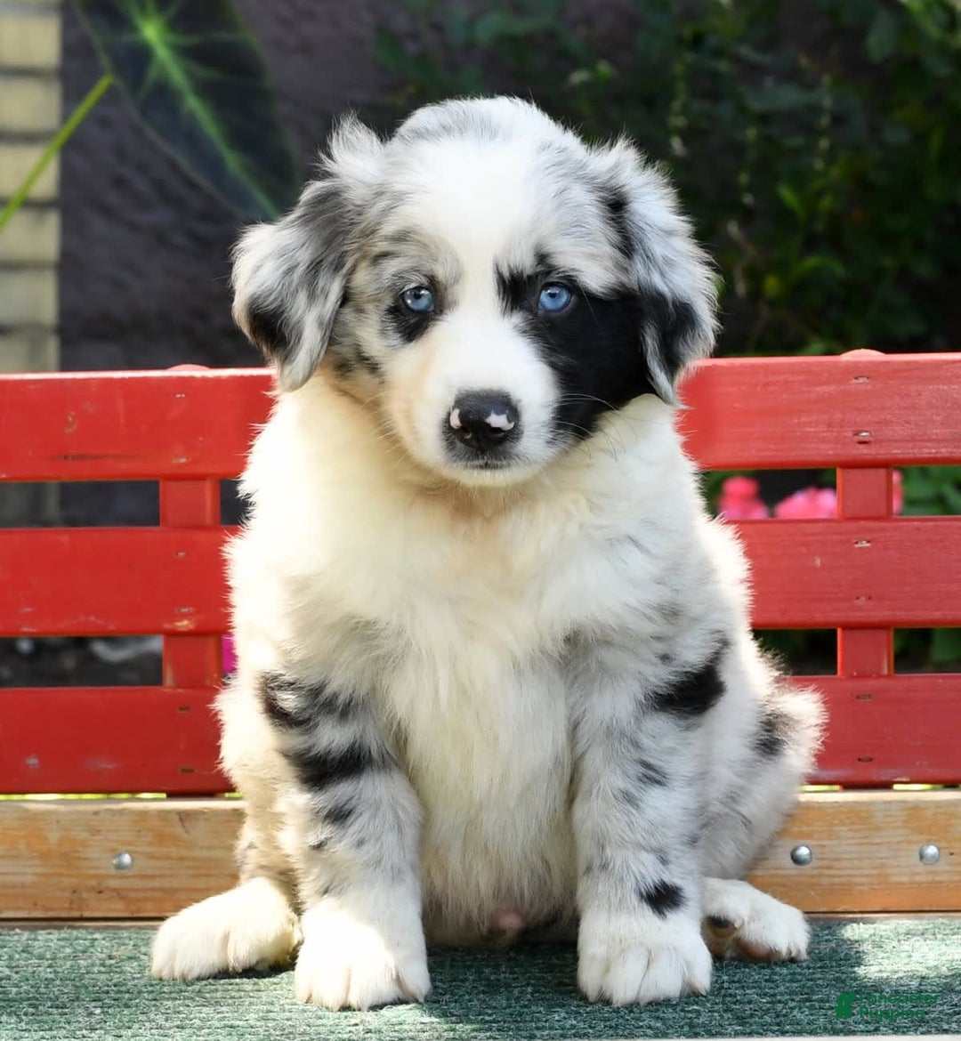 Australian Shepherd dogs for sale: Blue - Image 7