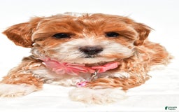 Maltipoo dogs for sale: Dixie - Image 1
