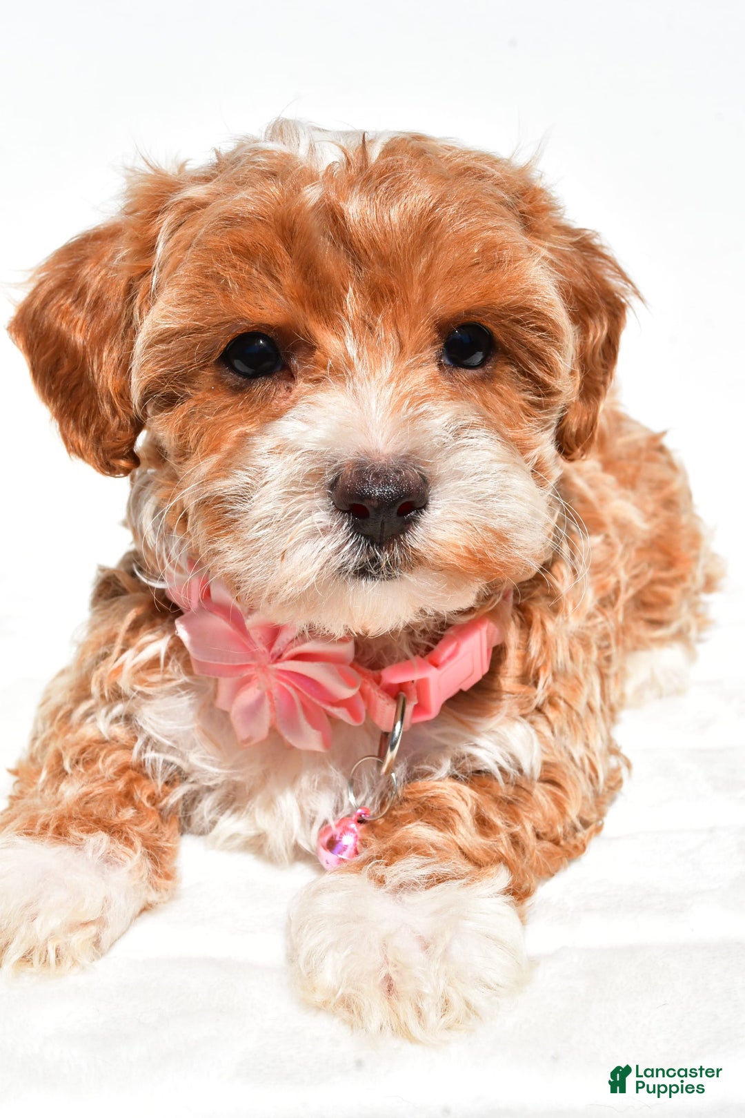 Maltipoo dogs for sale: Dixie - Image 1