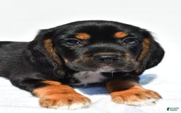 Beaglier dogs for sale: Chase - Image 4