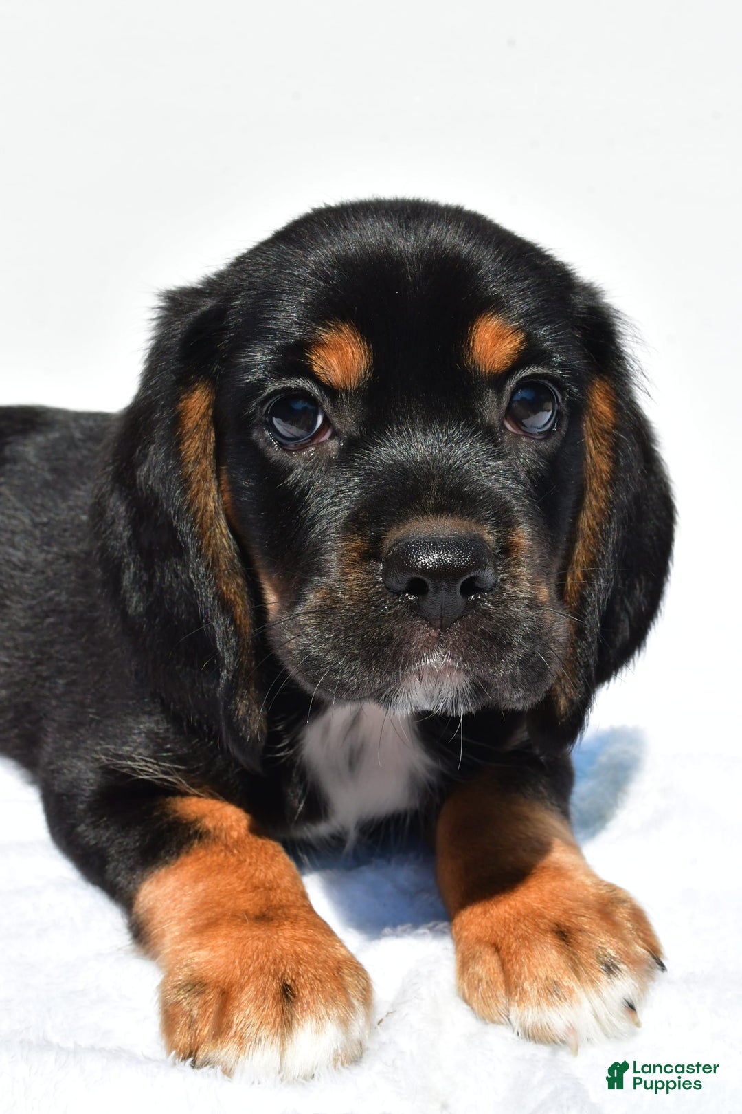 Beaglier dogs for sale: Chase - Image 4