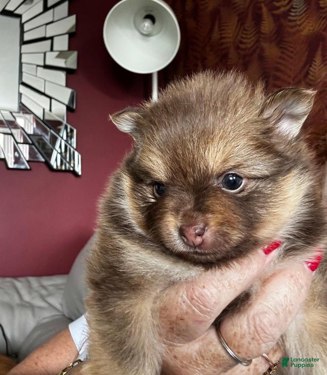 Pomeranian dogs for sale: Alfred - Image 1