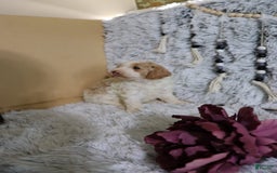 Mini Goldendoodle dogs for sale: Katie - Image 5
