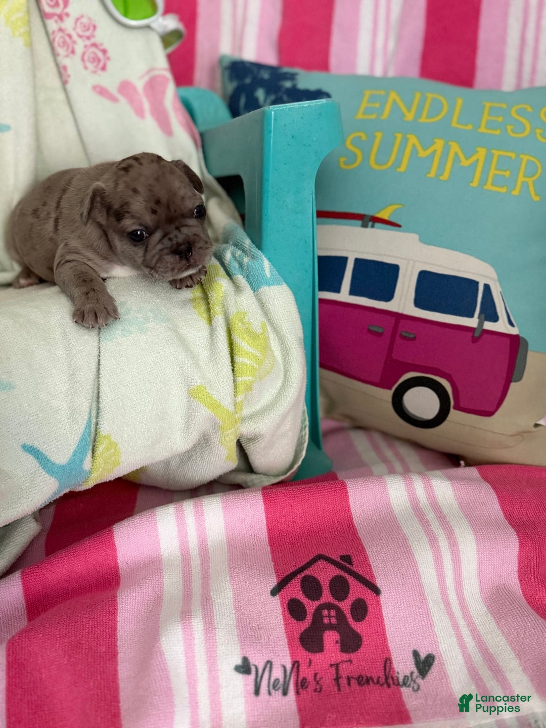 French Bulldog dogs for sale: Akc Blue Merle - Image 9