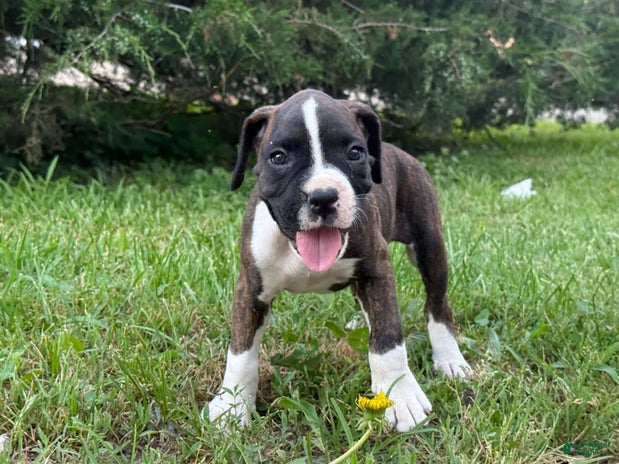 Boxer dogs for sale - Ad 4