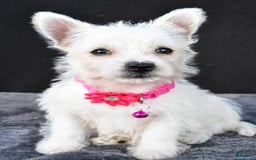 West Highland Terrier dogs for sale: Novella - Image 7