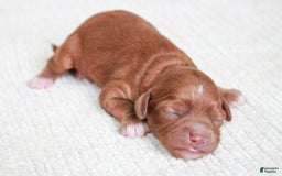 Cavapoo dogs for sale: Tumbletwig - Image 2