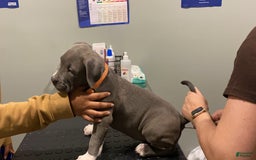 American Bully dogs for sale: Boss Baby - Image 25