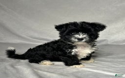 Yochon dogs for sale: Zoey - Image 2