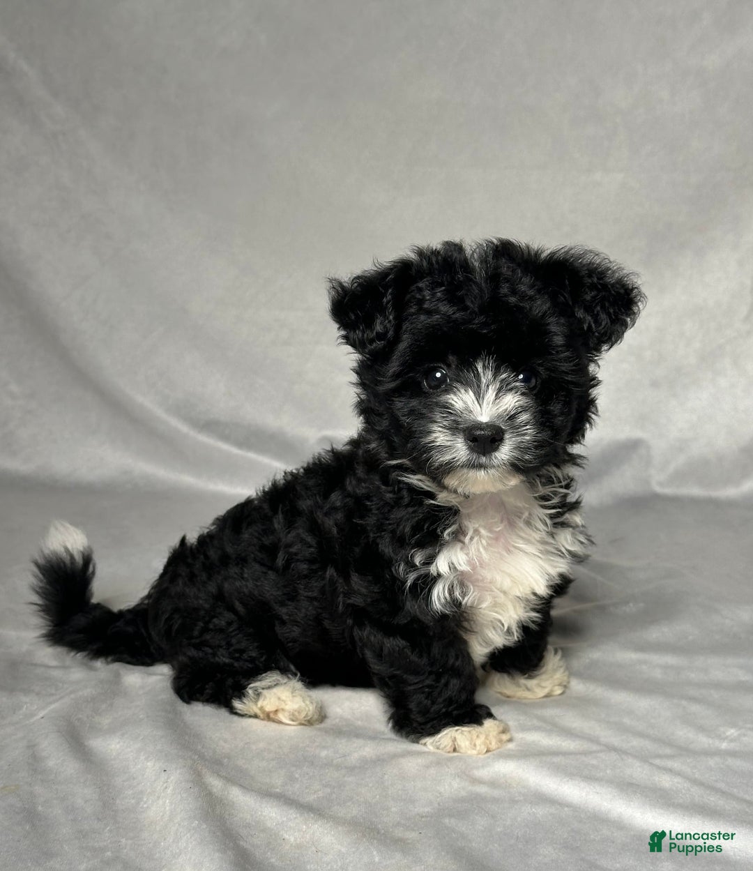 Yochon dogs for sale: Zoey - Image 2